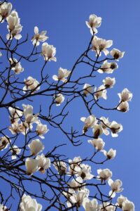 ホワイト保育園での東京での転職成功の秘訣は？